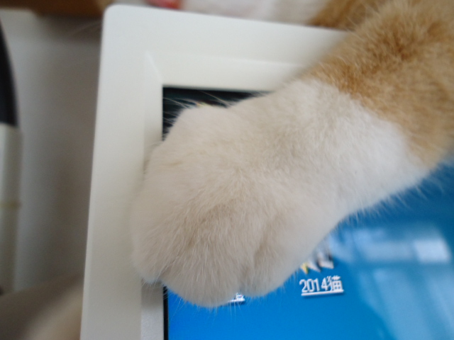 猫の手