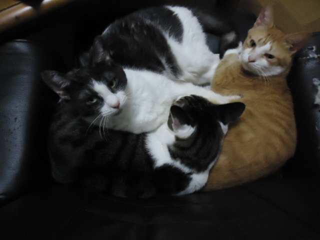 3団子違う猫バージョン