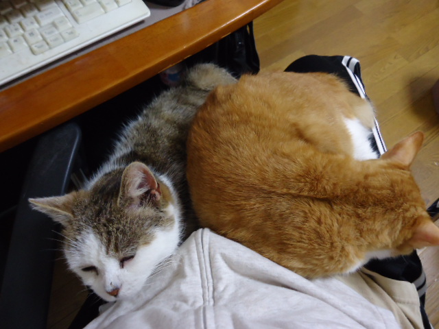 もえとくるみ団子