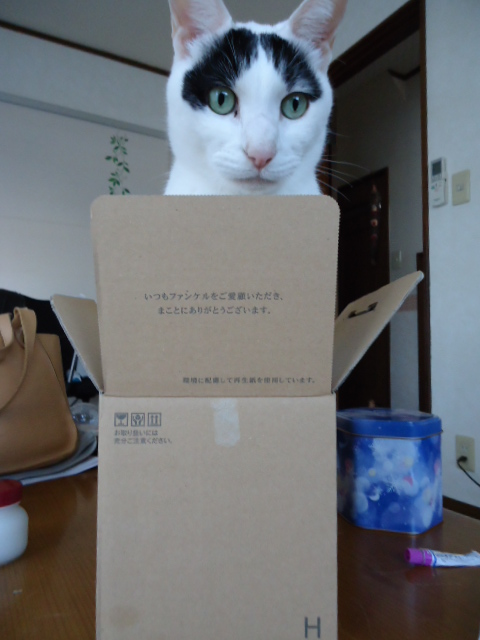 最初は海