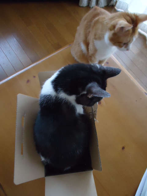 次にもこちゃんが入る