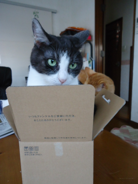 もこちゃん正面