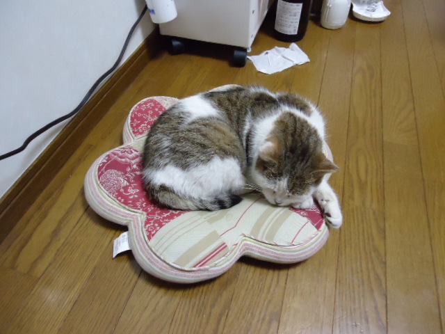 最近夜はこんな風に寝ています