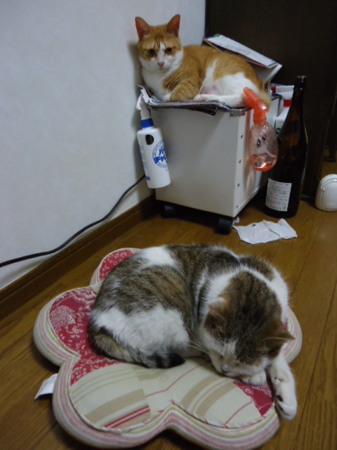 くるみちゃんとの距離