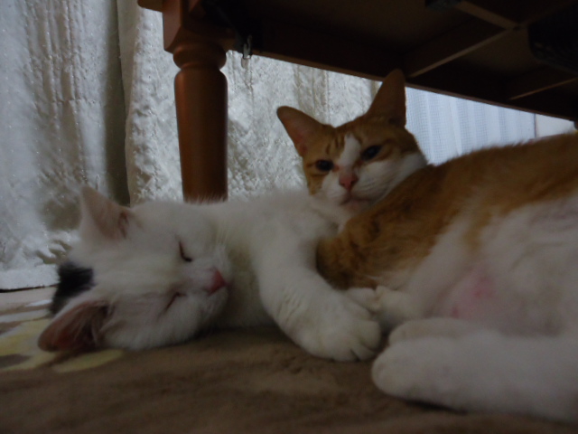 くるみとテンテン
