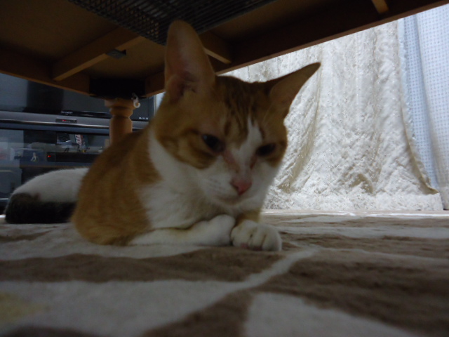 引きこもり中のくるみちゃん?
