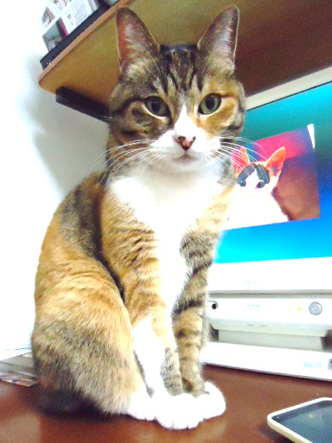 来てくれたのに