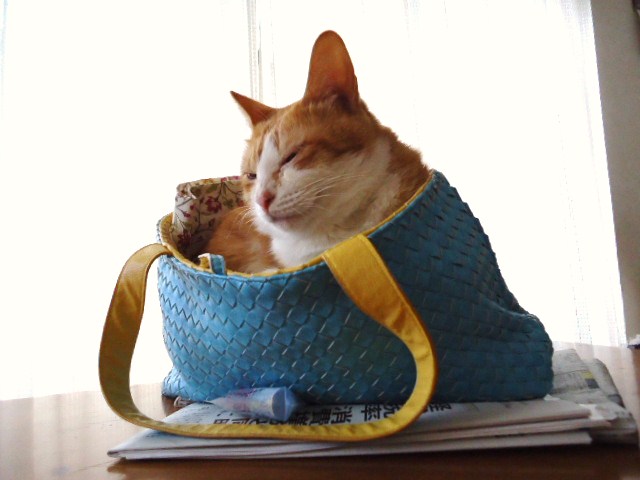 くるみちゃん、入る