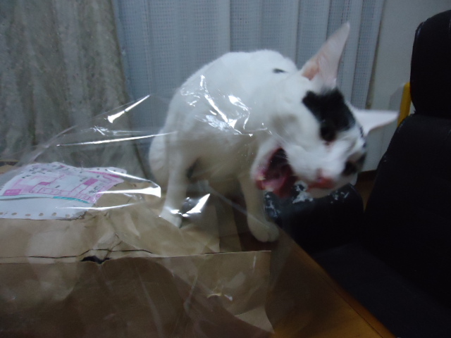 DSC05768.jpg