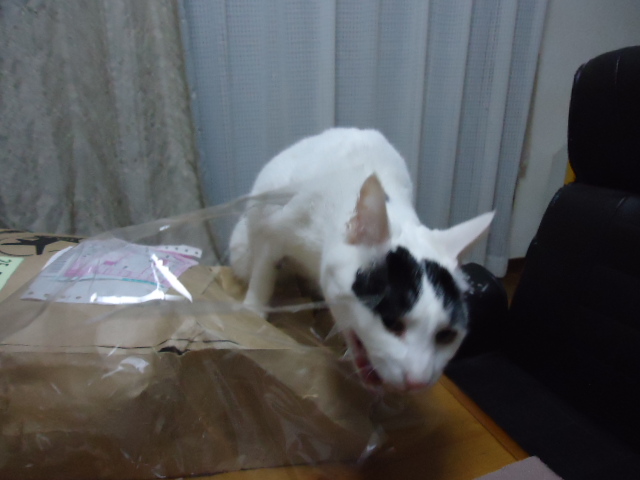 DSC05772.jpg