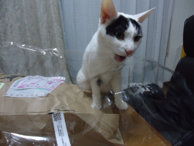 DSC05774.jpg