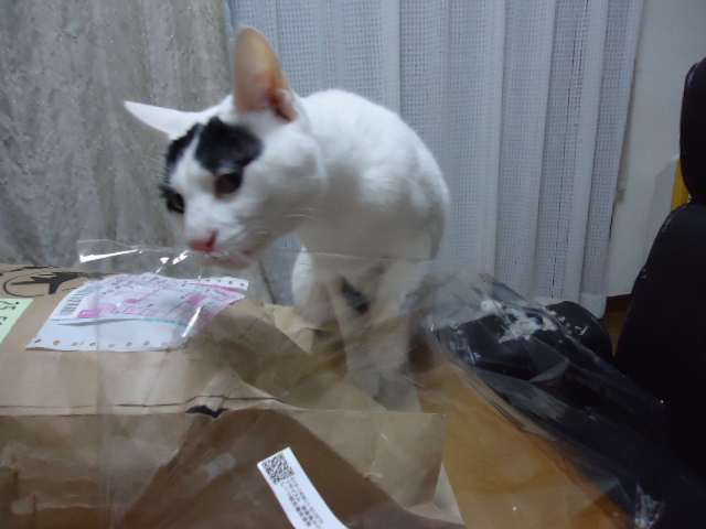 DSC05775.jpg