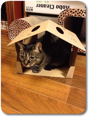 そこに家があるから