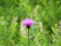 DSCF0140.jpg