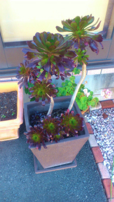 127_20130217230921.jpg