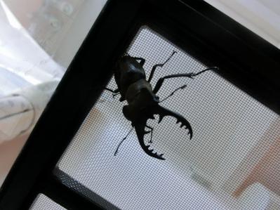 クワガタテラリウム ミヤマクワガタ