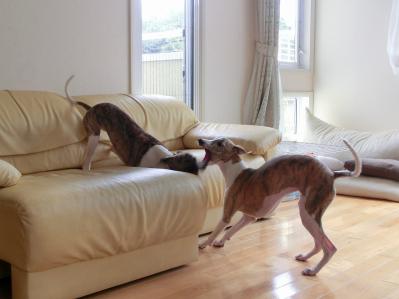 ウィペット 子犬