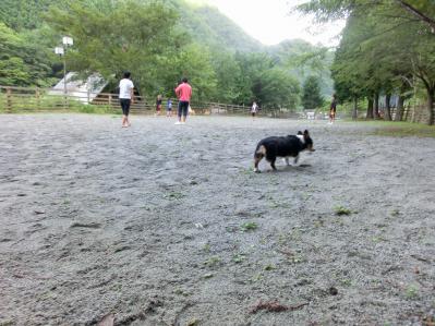 ウェルキャンプ西丹沢 ドッグラン