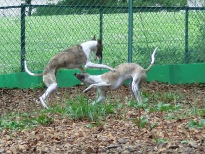 ウィペット 子犬