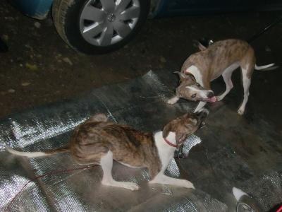 犬連れキャンプ