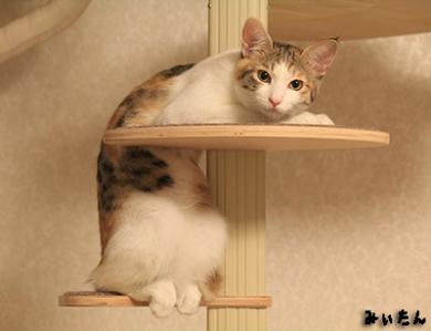 neko10 072