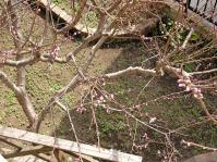 桃の花