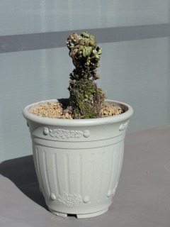 s_DSC08035.jpg