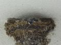 DSC00379.jpg