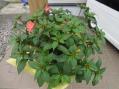 DSC00381.jpg