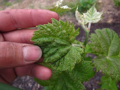 農マネー農ライフ ブドウの奇形葉 病気 虫 もうなんだかわからない