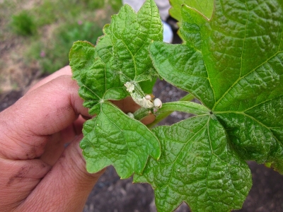 農マネー農ライフ ブドウの奇形葉 病気 虫 もうなんだかわからない