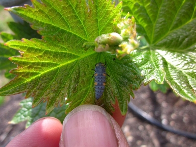 農マネー農ライフ ブドウの奇形葉 病気 虫 もうなんだかわからない