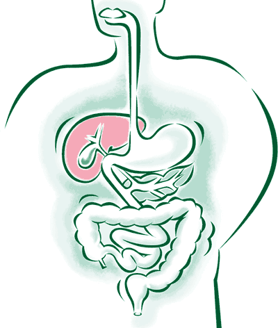 digestion-liver.gif
