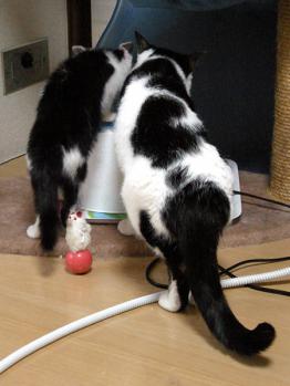 maru3.jpg