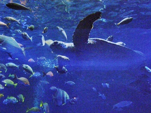 120620toba11.jpg