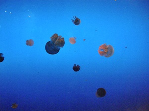 120620toba18.jpg