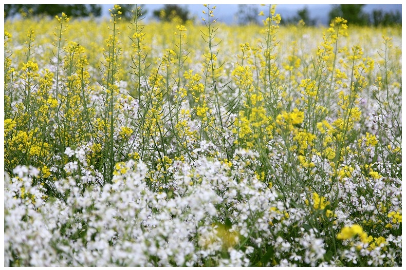 白い菜の花 ダイコンの花 花 植物 情景