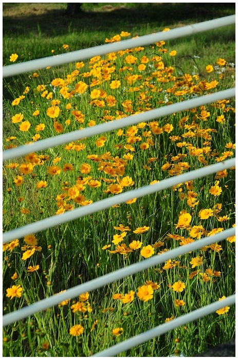 金鶏菊
