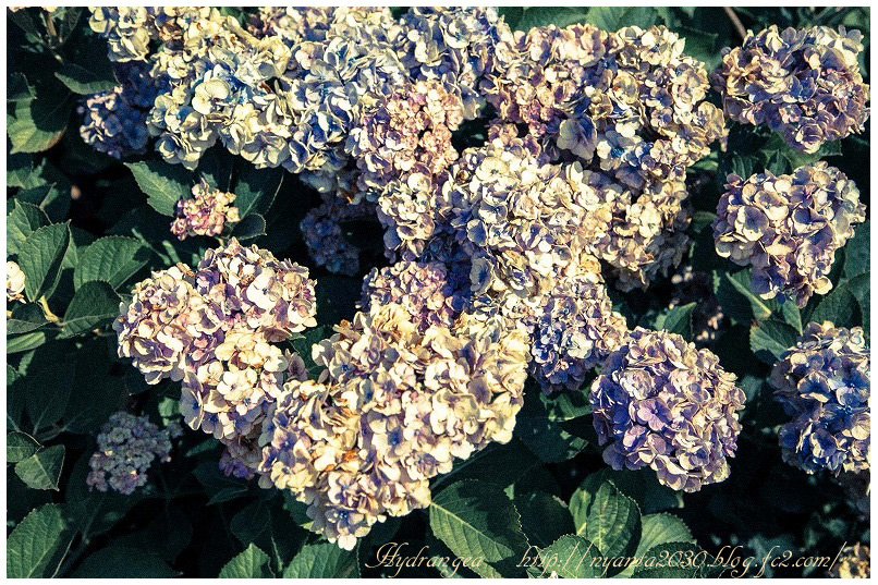 枯れた紫陽花