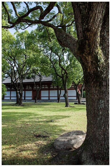 東寺、講堂の木