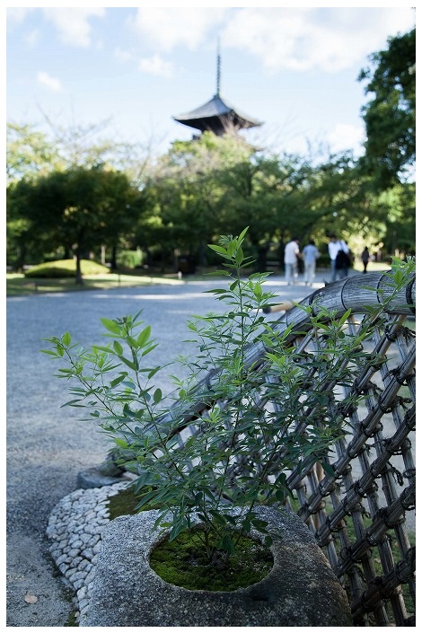 東寺・植木と五重塔