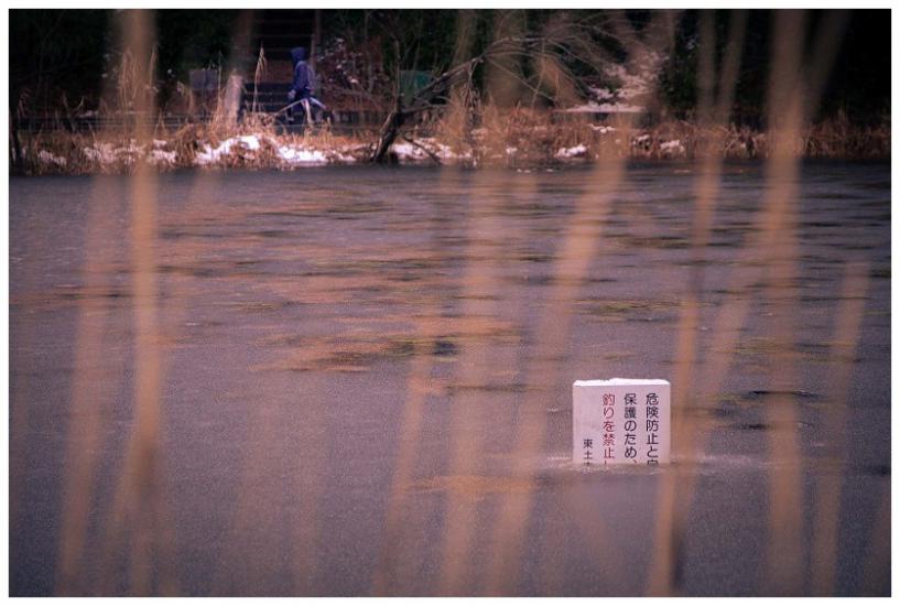 じゅんさい池