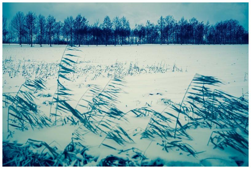 雪と林