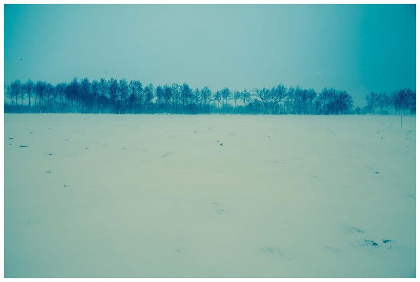 雪降る林