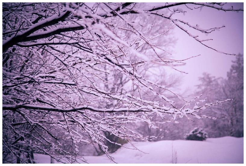 新潟の雪
