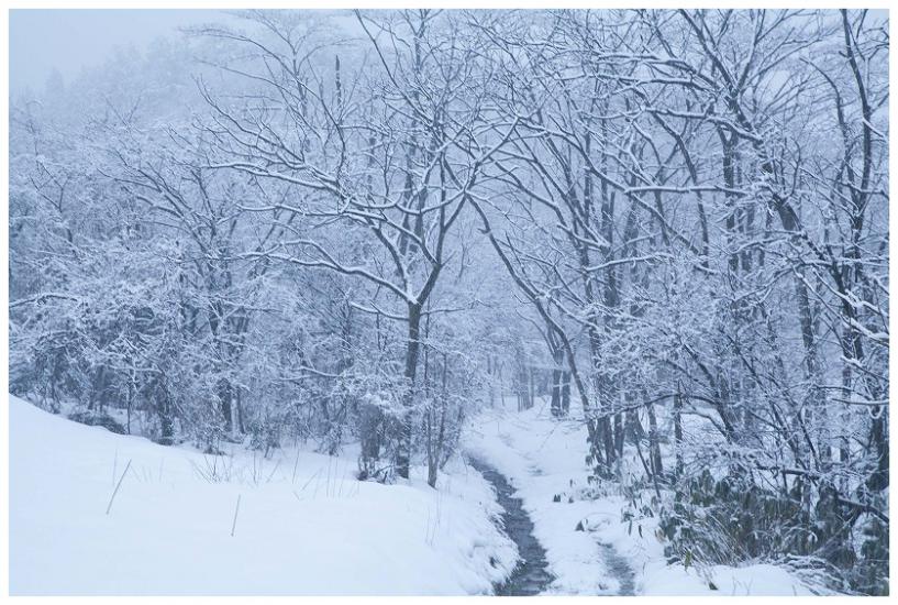 新潟の雪風景