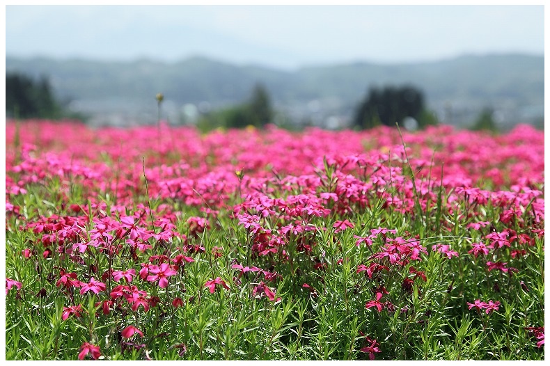 堀の内芝桜