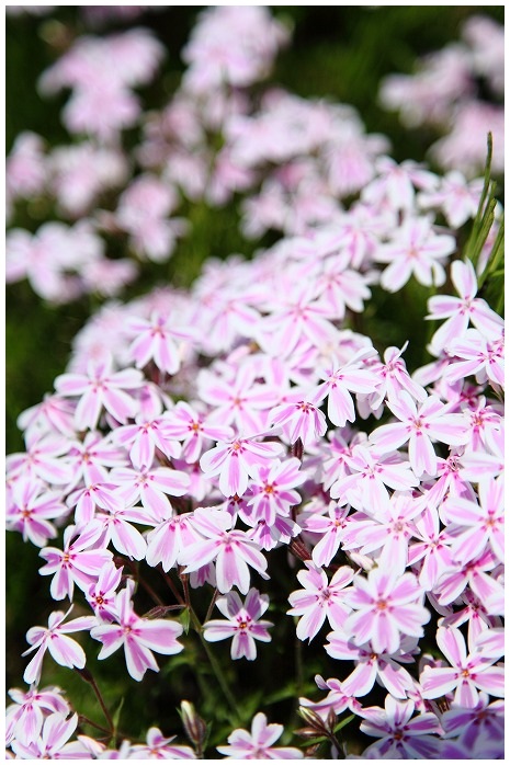 芝桜 魚沼市堀之内シバザクラ祭 花 植物 情景