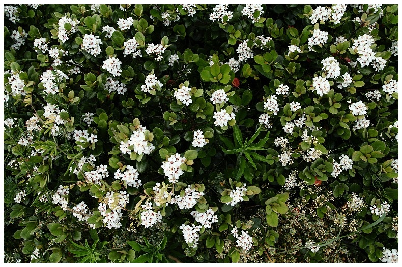 野草