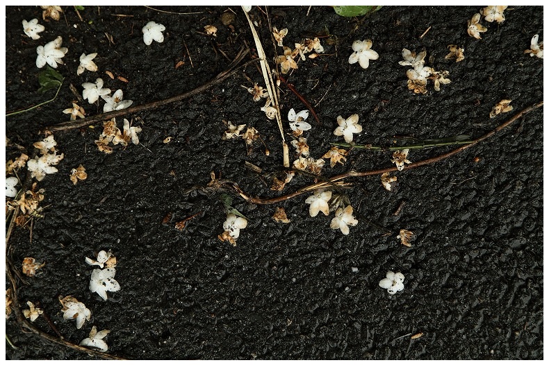 濡れ道路と花びら